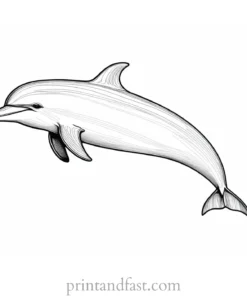 dolphin coloring page realistic