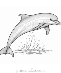 dolphin coloring page template