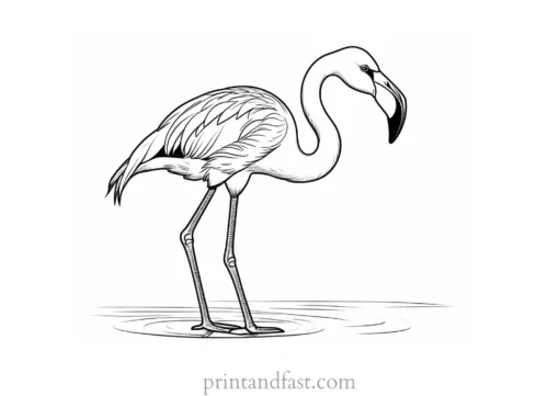 flamingo coloring page baby