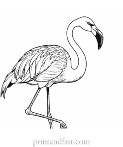 flamingo coloring page beautiful