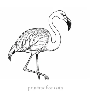 flamingo coloring page beautiful