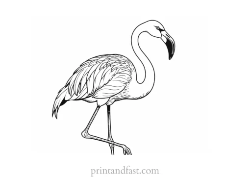 flamingo coloring page beautiful