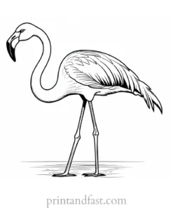 flamingo coloring page free