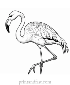 flamingo coloring page fun