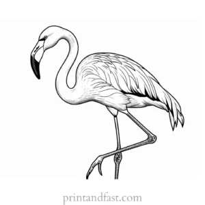 flamingo coloring page fun