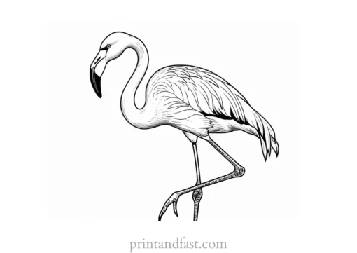 flamingo coloring page fun