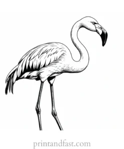 flamingo coloring page realistic