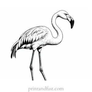 flamingo coloring page realistic