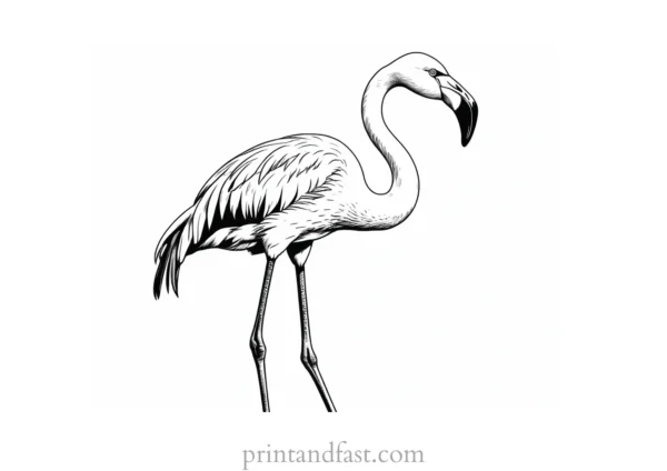 flamingo coloring page realistic