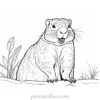 groundhog coloring page educational