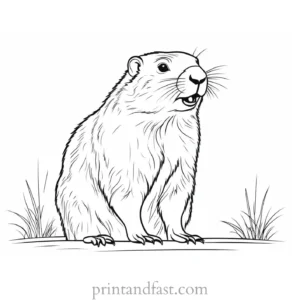 groundhog coloring page shadow