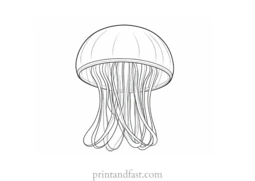 jellyfish coloring page simple