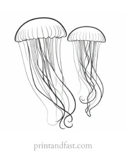 jellyfish coloring page template