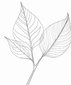 leaf coloring page birch