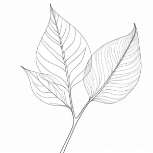 leaf coloring page birch