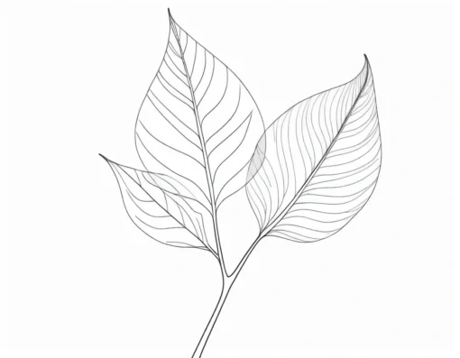 leaf coloring page birch