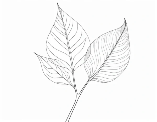 leaf coloring page birch