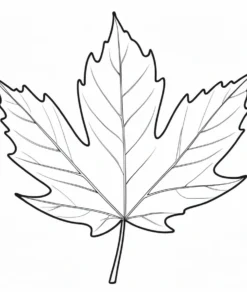 leaf coloring page maple