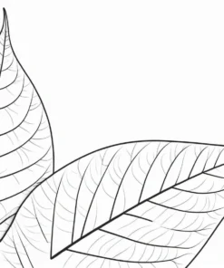 leaf coloring page nature