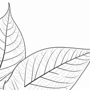 leaf coloring page nature