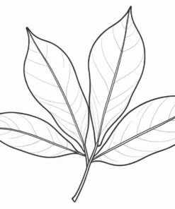 leaf coloring page realistic