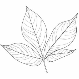 leaf coloring page simple