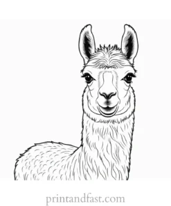 llama coloring page baby