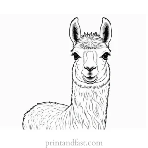 llama coloring page baby