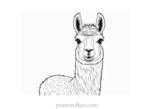 llama coloring page baby