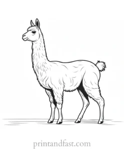 llama coloring page cartoon