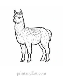 llama coloring page cute