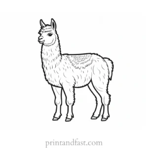 llama coloring page cute