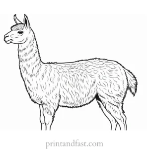 llama coloring page easy