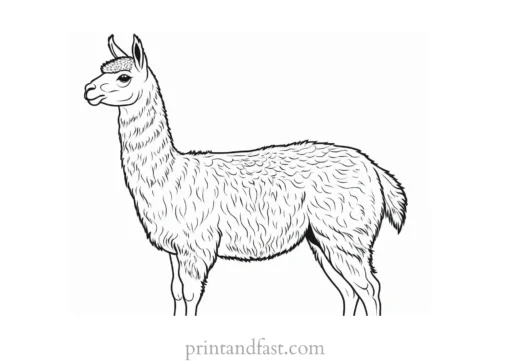 llama coloring page easy