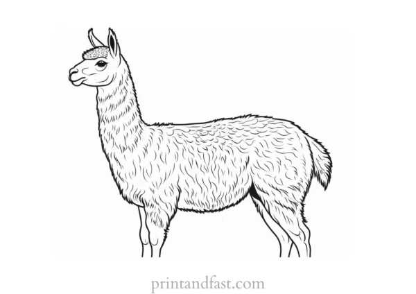 llama coloring page easy