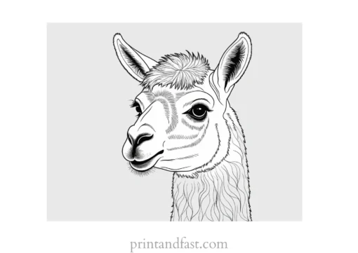 llama coloring page intricate