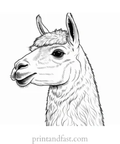 llama coloring page printable