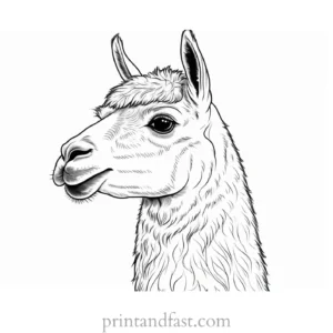 llama coloring page printable