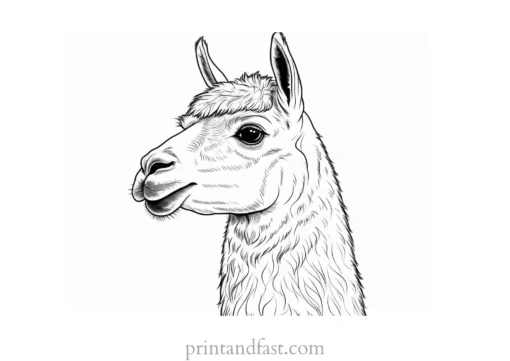 llama coloring page printable