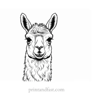 llama coloring page realistic