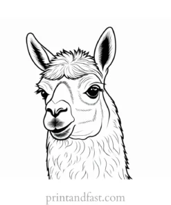 llama coloring page simple