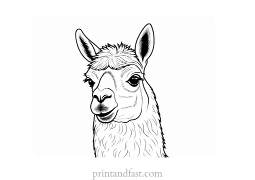 llama coloring page simple