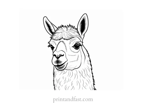 llama coloring page simple