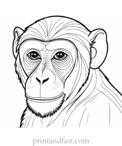 monkey Coloring Page Zoo