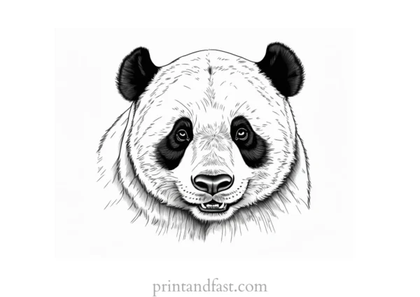 panda coloring page detailed