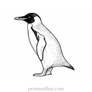 penguin Coloring Page Realistic