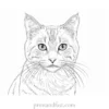 realistic kitty coloring page