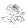 rose coloring page beautiful