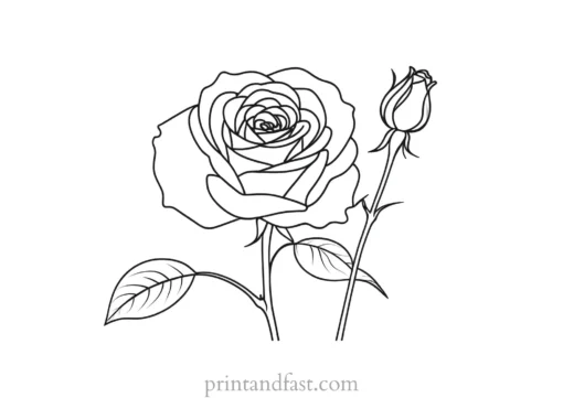 rose coloring page sketch