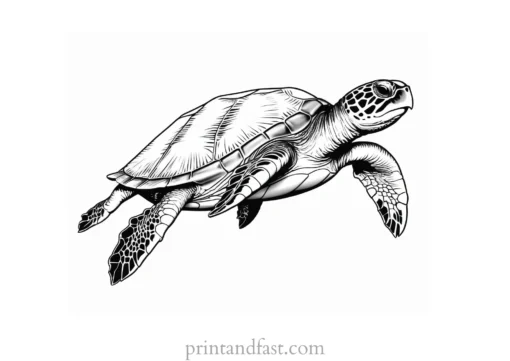 sea turtle coloring page black and white